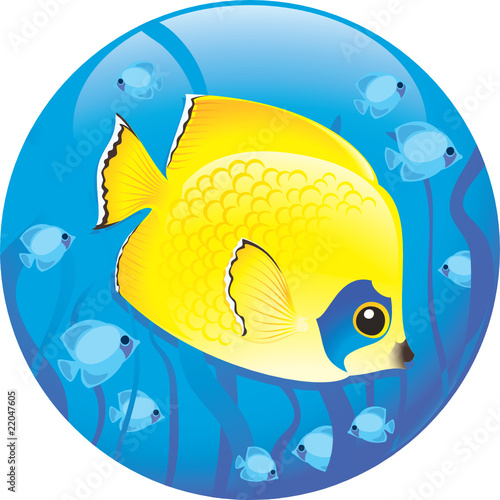 Tropical fish