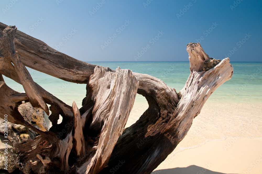 Treibholz am Strand