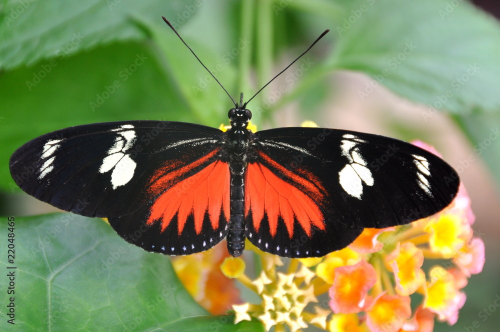 Fototapeta premium Doris Longwing Butterfly