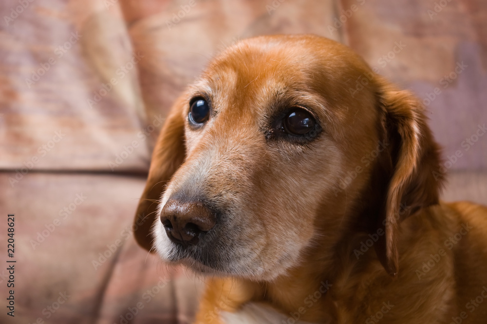 confused golden dog laying on the couch confused golden dog laying on the couch