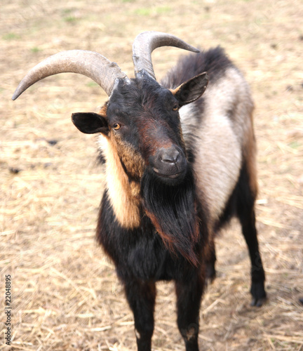 Obraz na płótnie Dark wild goat