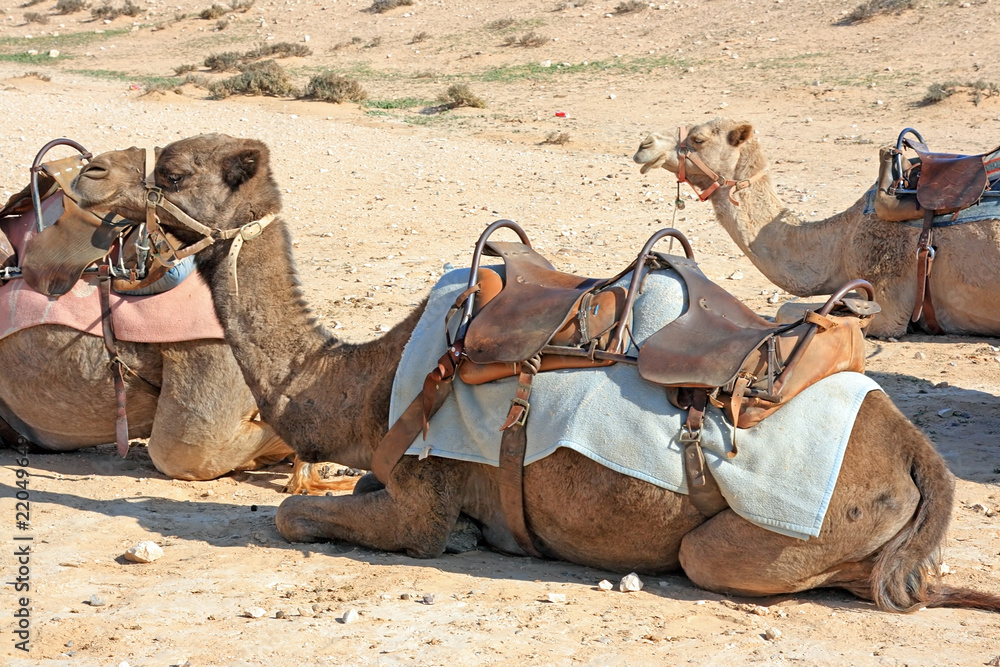 Fototapeta premium Camels in the desert