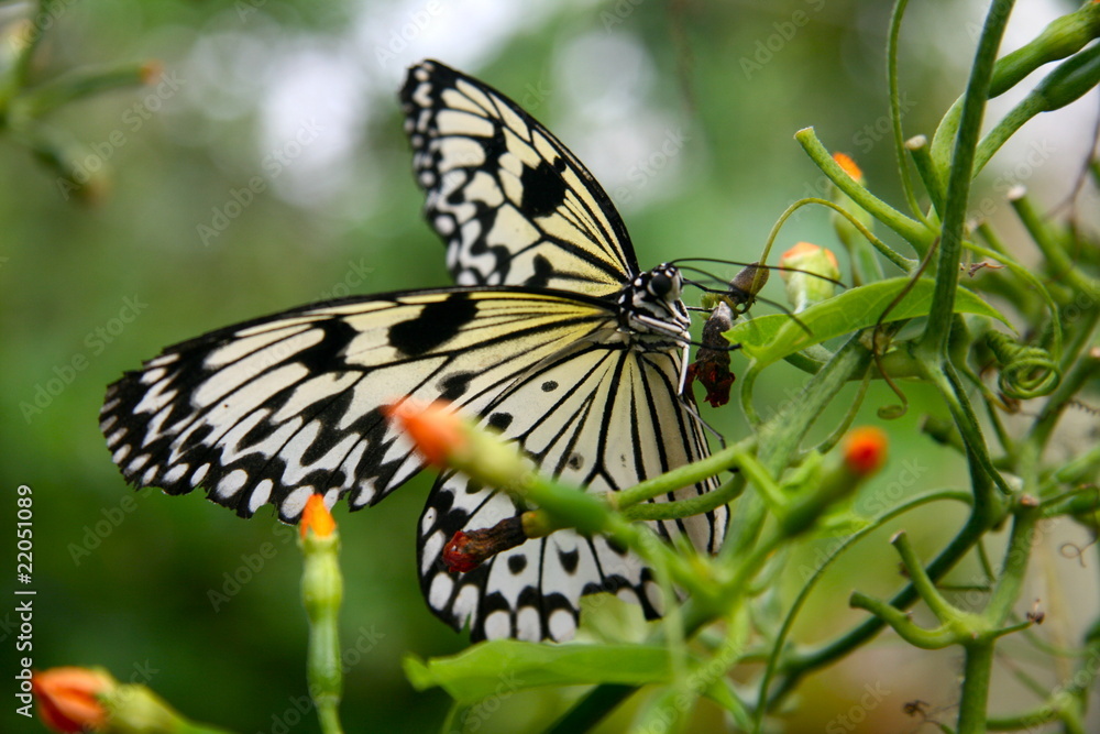 Naklejka premium Butterfly
