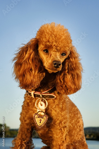 groomed poodle © Image Supply Co
