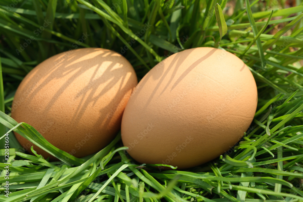 Eggs In Grass Eggs In Grass