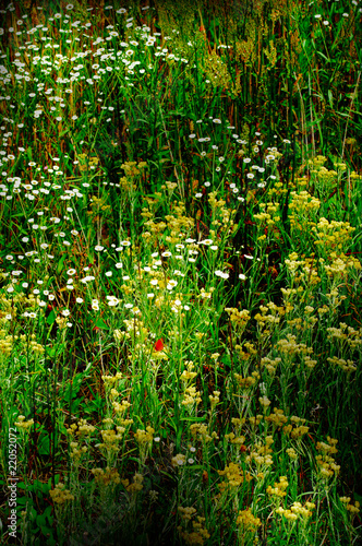 Fototapeta Naklejka Na Ścianę i Meble -  Wonderful green meadow.
