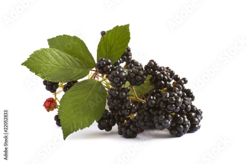 blackberry branch on white