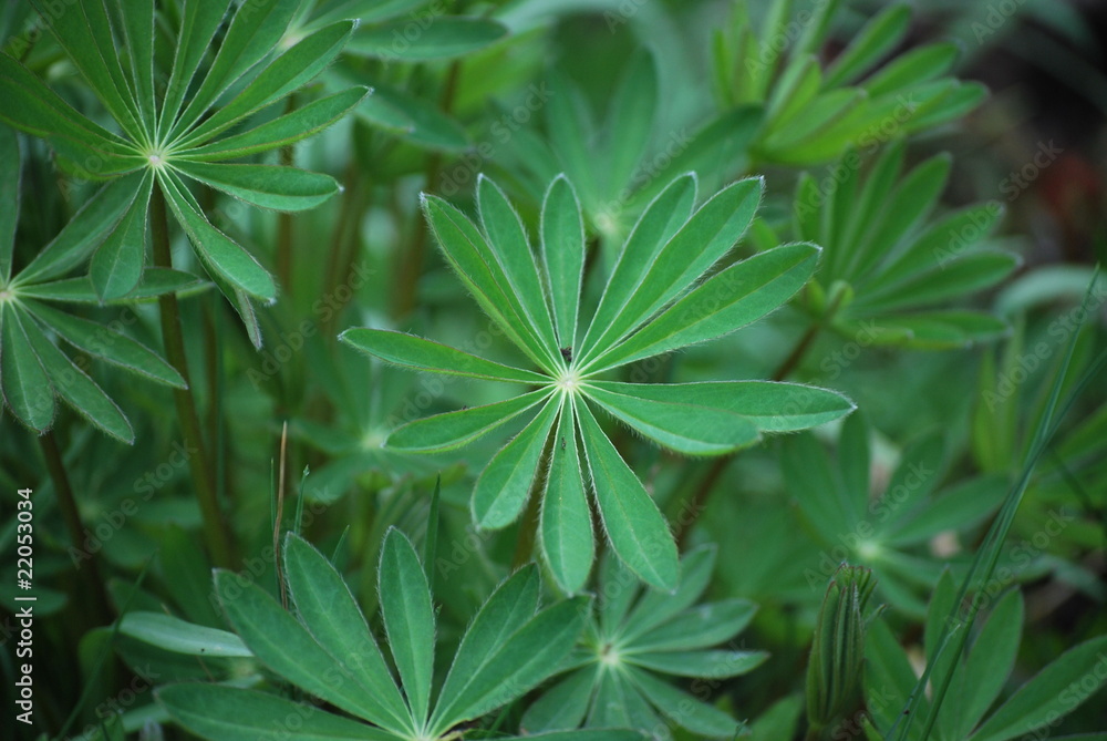 Lupine Lupine