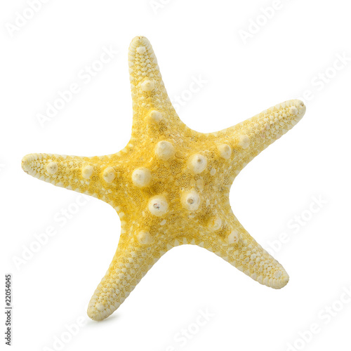 Starfish isolated