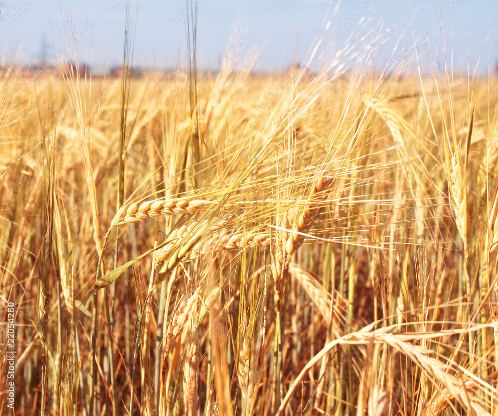 Fototapeta premium Crop of rye