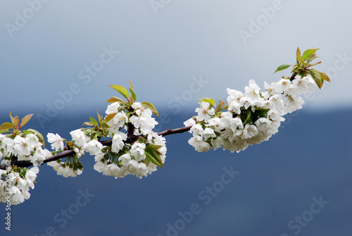 flor del cerezo photo