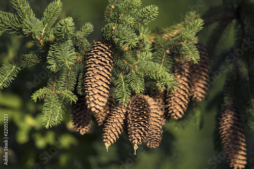 Pine cones