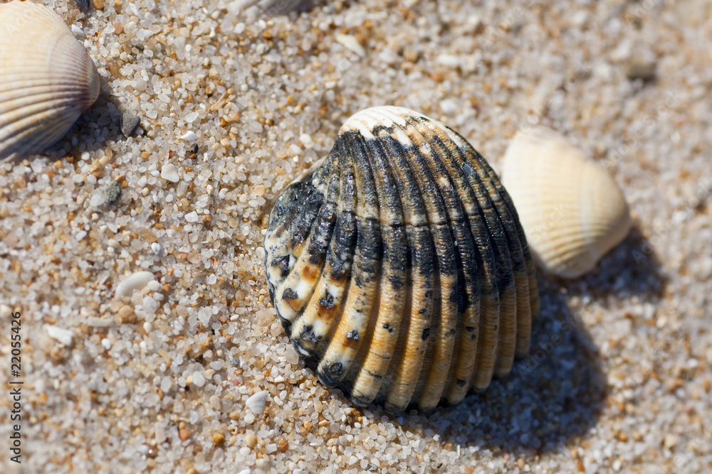 shell on the beach shell on the beach