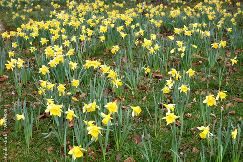 bank of daffodils