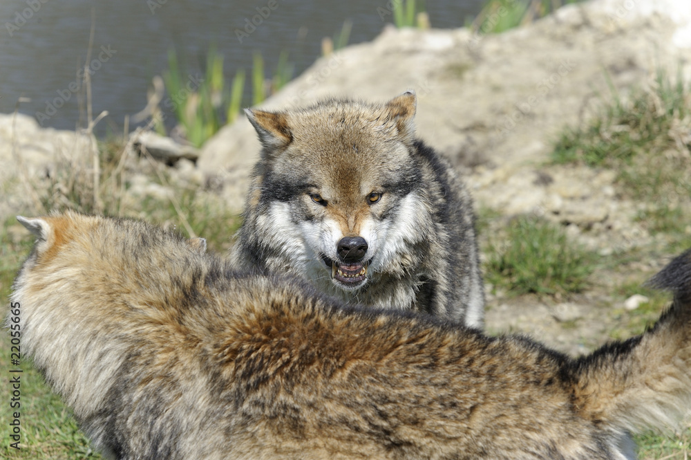 Naklejka premium wolf, canis lupus