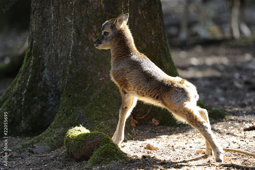 Fototapeta premium mouflon, ovis aries