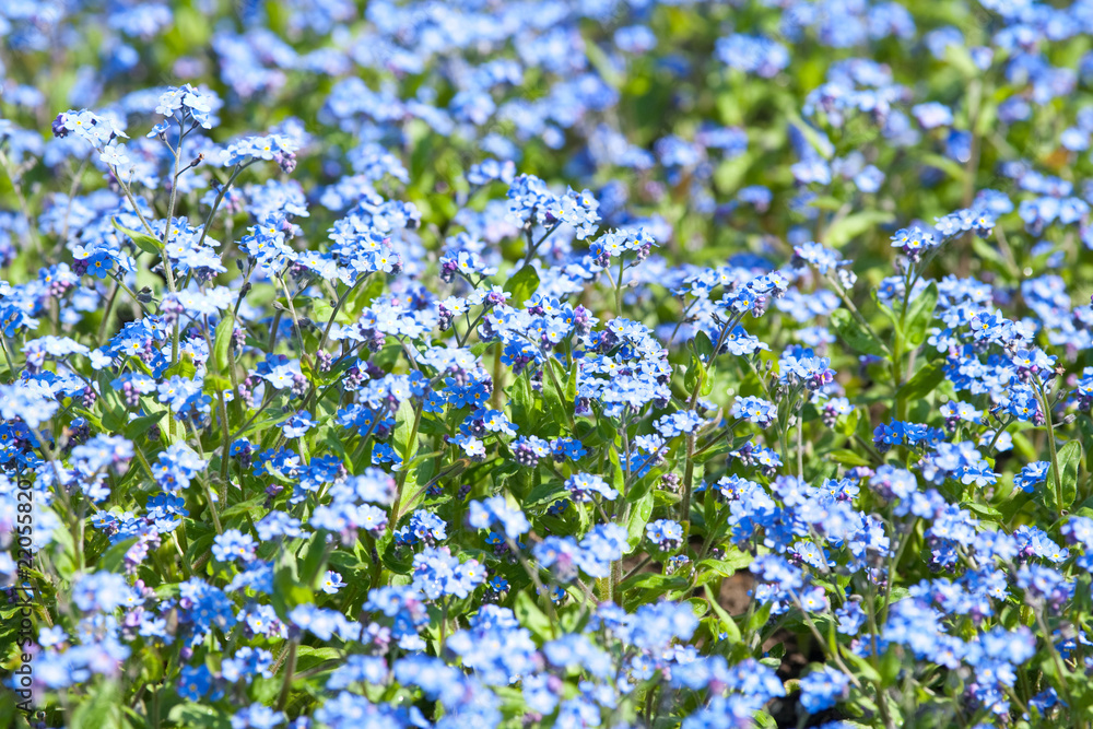 Forget-me-not flowers in a garden