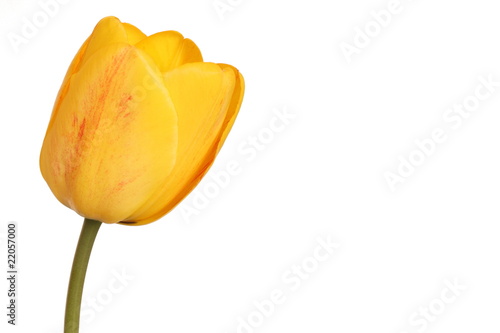 tulipe jaune photo