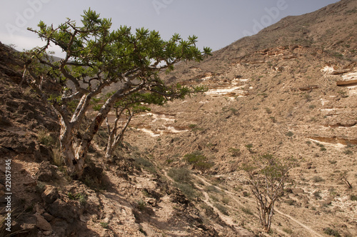 Frankincense tree