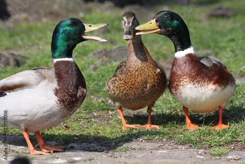 quack
