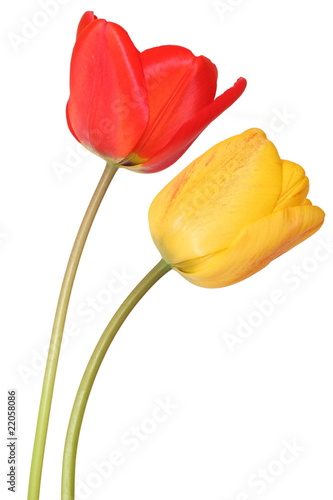 Fototapeta Naklejka Na Ścianę i Meble -  Deux tulipes