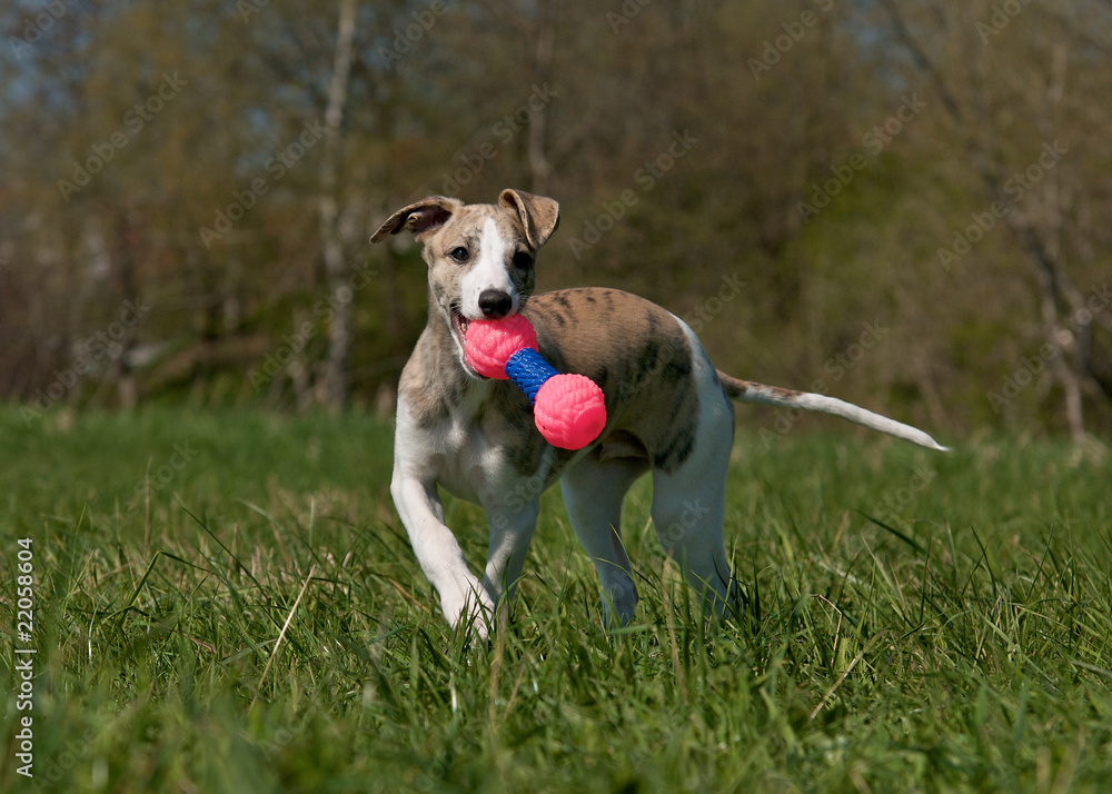 Whippet Welpe Whippet Welpe