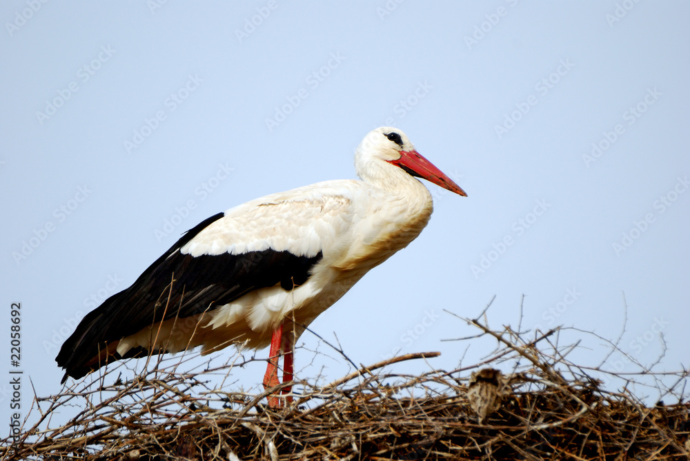 Fototapeta premium White stork, Volubilis, Morocco