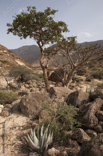 Frankincense tree