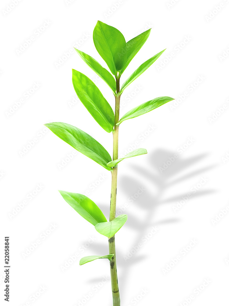 Fototapeta premium The young shoots of the plants