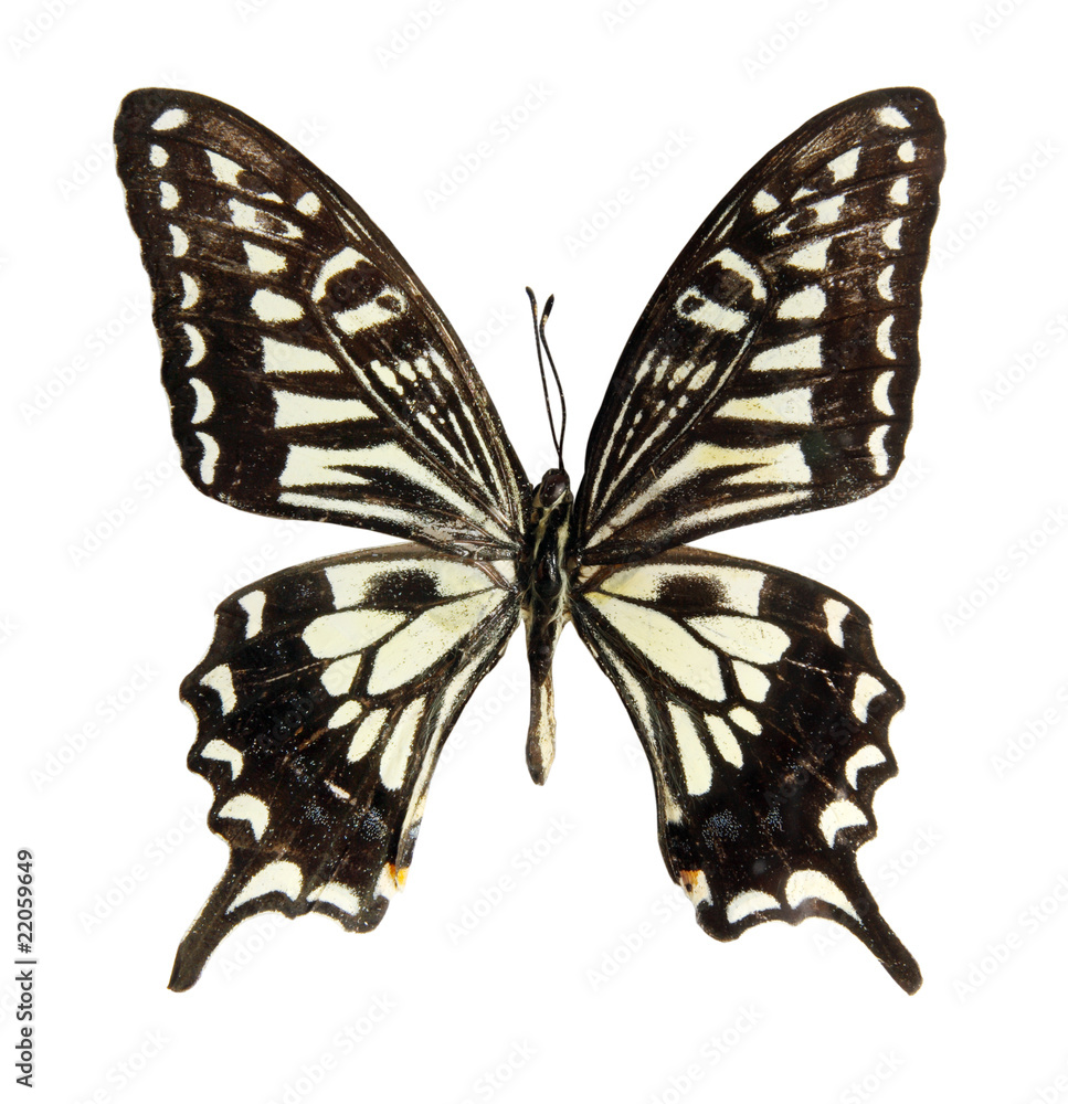 Fototapeta premium Butterfly on the white