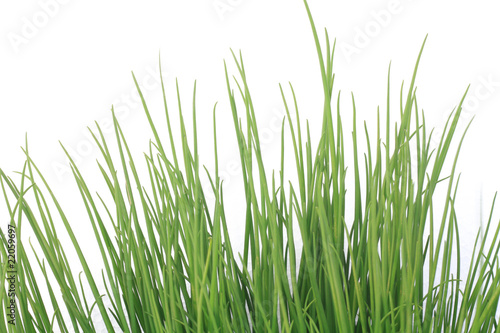 chives isolated on white