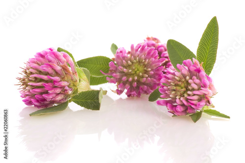 herbal medicine: clover isolated