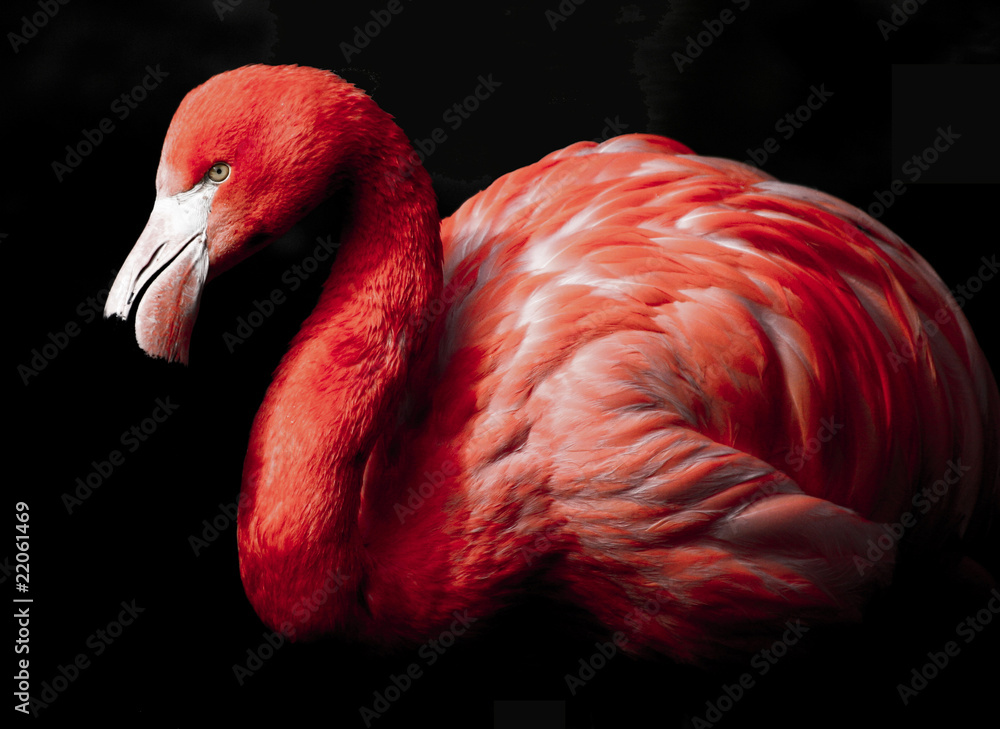 Fototapeta premium Flamingo