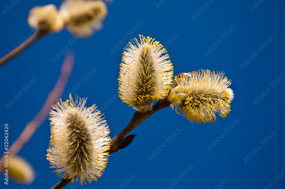 Obraz premium Blossoming branch a willow