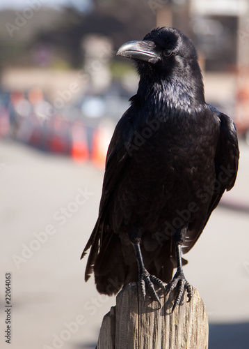 Wallpaper Mural Raven Torontodigital.ca