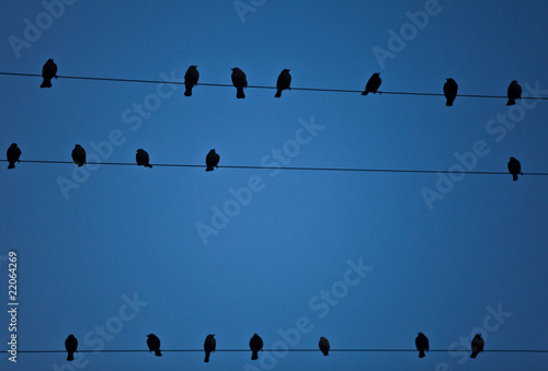 Birds on the Wire Background