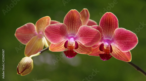 Obraz na płótnie Orchidées