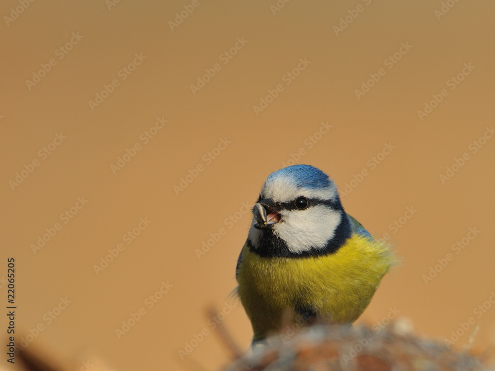 Obraz premium Blaumeise