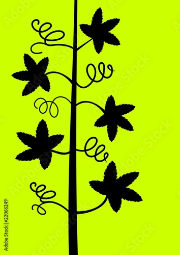 Vine