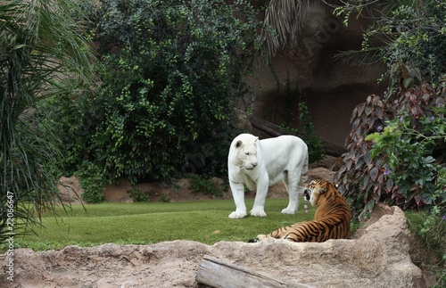 Two tigers in Loro Parque in Tenerife