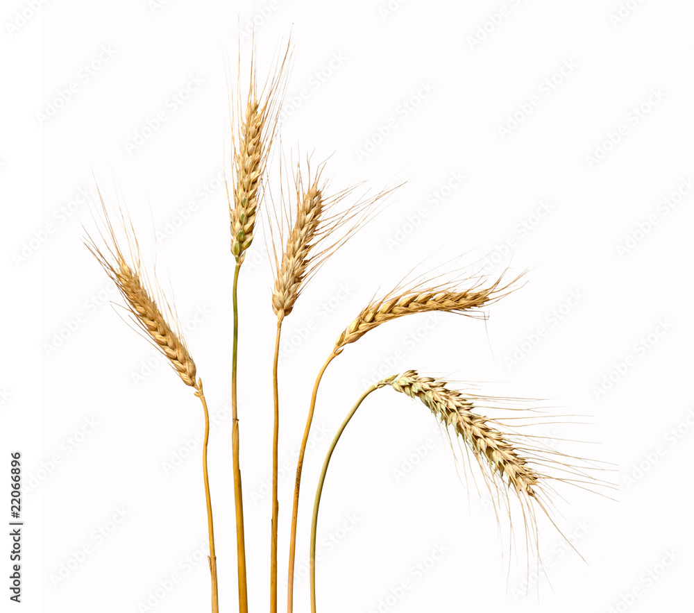 Wheat isolated on white background Wheat isolated on white background