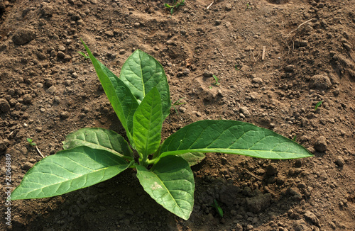 Tobacco plant