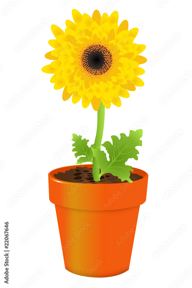 Obraz premium Daisy In Pot