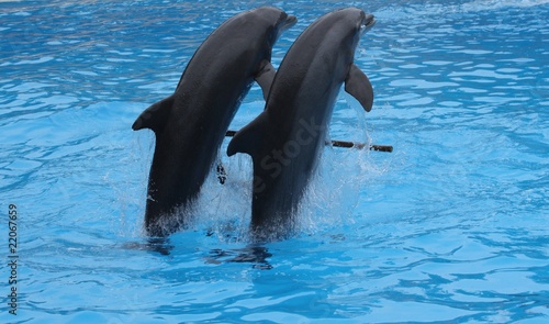 Dolphins performing in Loro park