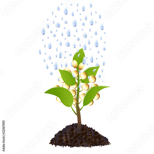 Money plant with rain drops