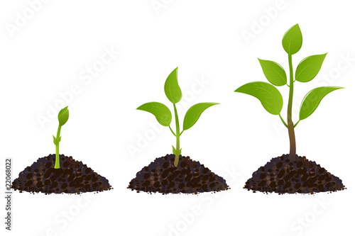 Green Young Plants