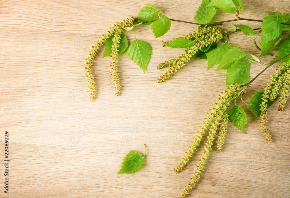 Naklejka premium Spring Birch over wooden background