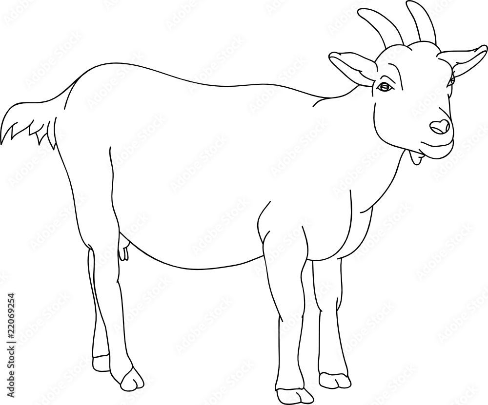 vector - goat stood, the view from the front vector - goat stood, the view from the front