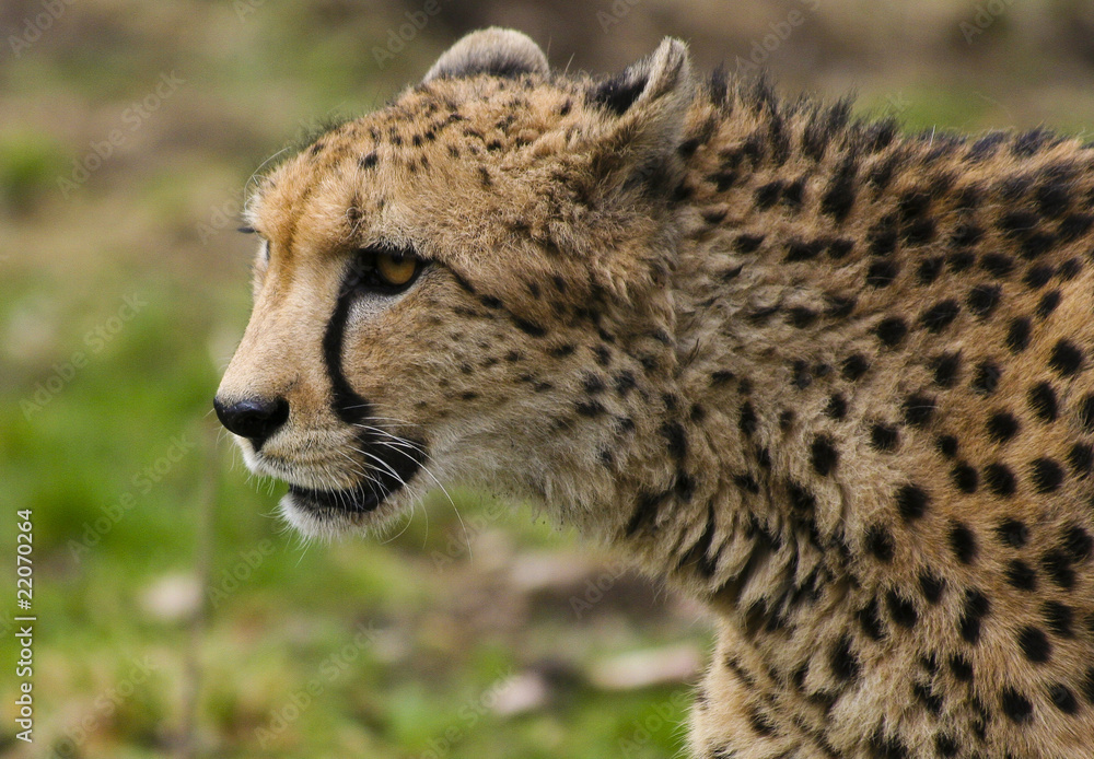 Gepard Gepard