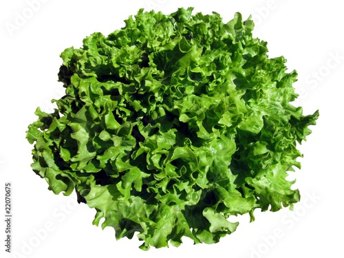 Bild auf Leinwand Salade batavia